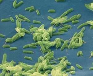 food bacteria