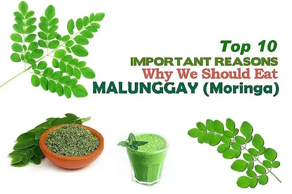 Top 10 Health Benefits of Malunggay (Moringa)