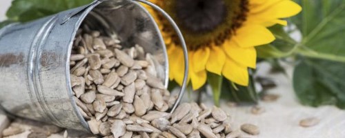 Sunflower Seeds