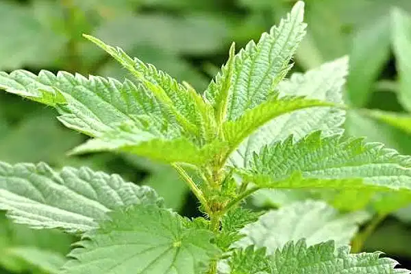 Kulitis Health Benefits